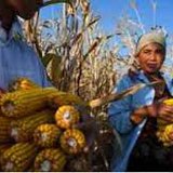United Nations Year of Family Farming United Nations Year of Family Farming