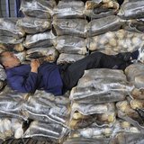 A vendor sleeps on sacks of bamboo shoots on the back of a truck at a vegetable wholesale market in Hefei, Anhui province April 11, 2014. RE A vendor sleeps on sacks of bamboo shoots on the back of a truck at a vegetable wholesale market in Hefei, Anhui province April 11, 2014. RE