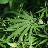 Marijuana Marijuana