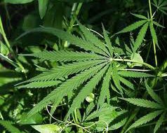 Marijuana Marijuana