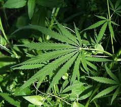 Marijuana Marijuana