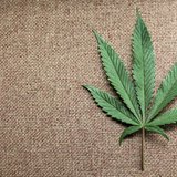 A marijuana leaf is displayed at Canna Pi medical marijuana dispensary in Seattle, Washington, November 27, 2012. REUTERS/Anthony Bolante A marijuana leaf is displayed at Canna Pi medical marijuana dispensary in Seattle, Washington, November 27, 2012. REUTERS/Anthony Bolante