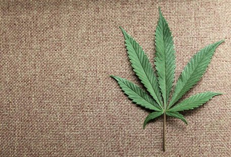 A marijuana leaf is displayed at Canna Pi medical marijuana dispensary in Seattle, Washington, November 27, 2012. REUTERS/Anthony Bolante A marijuana leaf is displayed at Canna Pi medical marijuana dispensary in Seattle, Washington, November 27, 2012. REUTERS/Anthony Bolante