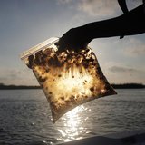 A man holds a plastic bag with oil from the Gulf of Mexico oil spill south of Freemason Island, Louisiana May 7, 2010. REUTERS/Carlos Barria A man holds a plastic bag with oil from the Gulf of Mexico oil spill south of Freemason Island, Louisiana May 7, 2010. REUTERS/Carlos Barria