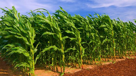 corn field corn field