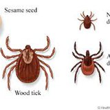 tick tick
