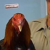 cock fighting cock fighting