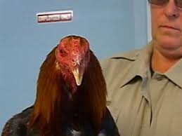 cock fighting cock fighting