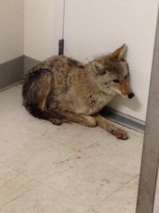 Coyote in West Acres Mall Coyote in West Acres Mall