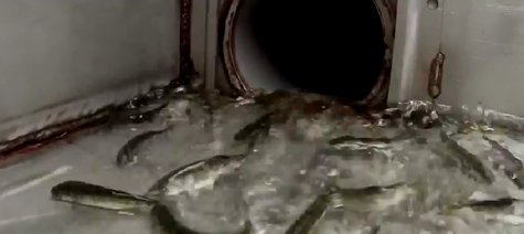 Thousands of Chinook salmon fingerlings (Photo from: FOX 11/YouTube). Thousands of Chinook salmon fingerlings (Photo from: FOX 11/YouTube).