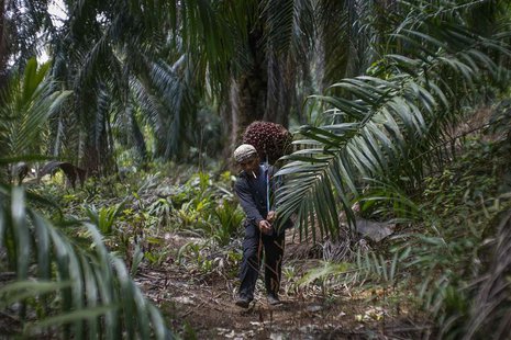 Indonesian worker Abdul Rahim Gani, 32, carries oil palm fruits at Felda Bukit Cerakah in district of Klang outside Kuala Lumpur April 16, 2 Indonesian worker Abdul Rahim Gani, 32, carries oil palm fruits at Felda Bukit Cerakah in district of Klang outside Kuala Lumpur April 16, 2
