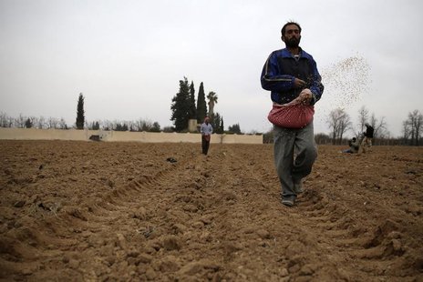 Farmers plant wheat in eastern al-Ghouta, near Damascus December 26, 2013. REUTERS/Mohammed Abdullah Farmers plant wheat in eastern al-Ghouta, near Damascus December 26, 2013. REUTERS/Mohammed Abdullah