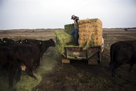 Ranch hand Ricardo Madrigal feeds cattle on the Van Vleck Ranch in Rancho Murieta, California, in this February 12, 2014 file photo. REUTERS Ranch hand Ricardo Madrigal feeds cattle on the Van Vleck Ranch in Rancho Murieta, California, in this February 12, 2014 file photo. REUTERS