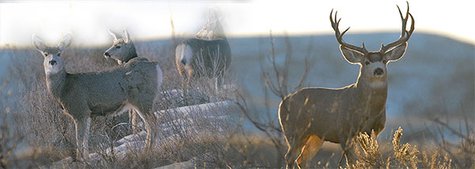 Mule deer
(Photo courtesy N.D. Game and Fish) Mule deer
(Photo courtesy N.D. Game and Fish)