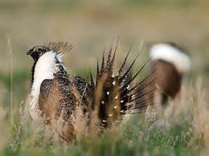 Sage grouse Sage grouse