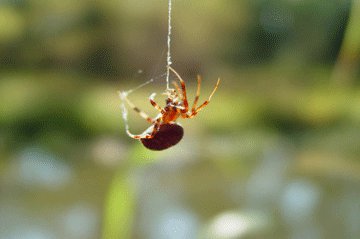 spider hanging from web spider hanging from web