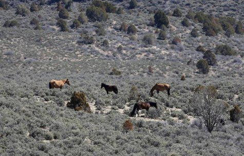 Part of a band of wild horses graze in the Nephi Wash area outside Enterprise, Utah, April 10, 2014. REUTERS/Jim Urquhart Part of a band of wild horses graze in the Nephi Wash area outside Enterprise, Utah, April 10, 2014. REUTERS/Jim Urquhart