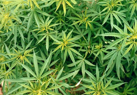 Marijuana Marijuana