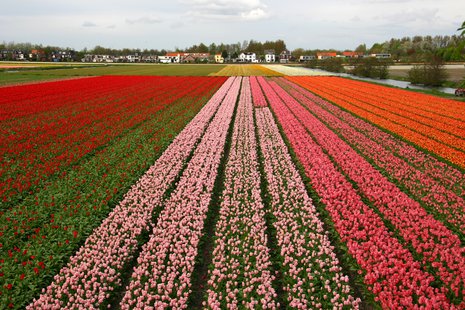A field of tulips. A field of tulips.