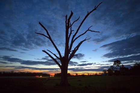 An oak tree that has lost all its leaves and most of its branches from a tornado is pictured at sunset near Vilonia, Arkansas May 1, 2014. R An oak tree that has lost all its leaves and most of its branches from a tornado is pictured at sunset near Vilonia, Arkansas May 1, 2014. R
