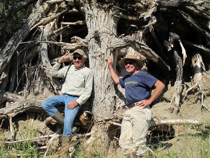Distinguished professor W. Carter Johnson and Michael Scott, a research ecologist from the U.S. Geological Survey in Ft. Collins, Colorado, examine the intriguing cottonwood root system to evaluate the effect of 2011 Missouri River flooding. (SDSU.edu) Distinguished professor W. Carter Johnson and Michael Scott, a research ecologist from the U.S. Geological Survey in Ft. Collins, Colorado, examine the intriguing cottonwood root system to evaluate the effect of 2011 Missouri River flooding. (SDSU.edu)