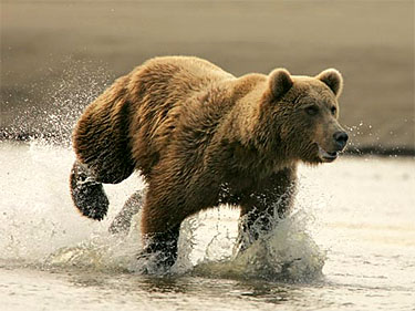 Bear Bear