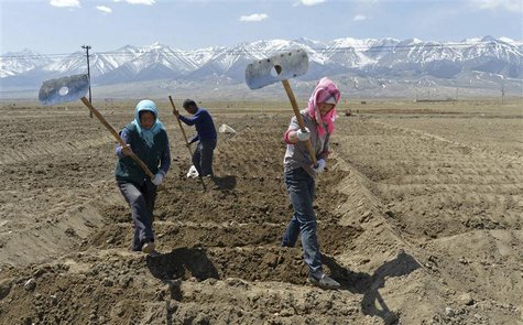 Uighur farmers hoe their farmlands to prepare for growing potatoes in Barkol Kazahk Autonomous county, Xinjiang Uighur Autonomous Region May Uighur farmers hoe their farmlands to prepare for growing potatoes in Barkol Kazahk Autonomous county, Xinjiang Uighur Autonomous Region May