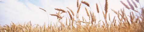 grain grain