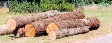 wood wood