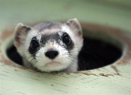 endangered black footed ferret endangered black footed ferret