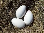 Goose eggs Goose eggs