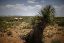 Cattle graze in an area near Spaceport America near Truth or Consequences New Mexico. Reuters/Lucy Nicholson Cattle graze in an area near Spaceport America near Truth or Consequences New Mexico. Reuters/Lucy Nicholson