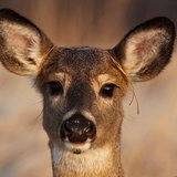 This white-tailed deer photo was submitted to the DNR 2012 Wisconsin Hunting Heritage Facebook photo contest. (Photo credit: Vicki Sokolowski) This white-tailed deer photo was submitted to the DNR 2012 Wisconsin Hunting Heritage Facebook photo contest. (Photo credit: Vicki Sokolowski)