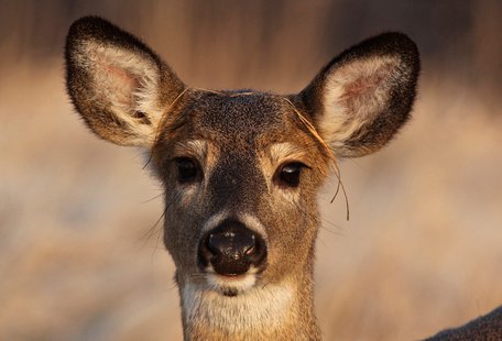 This white-tailed deer photo was submitted to the DNR 2012 Wisconsin Hunting Heritage Facebook photo contest. (Photo credit: Vicki Sokolowski) This white-tailed deer photo was submitted to the DNR 2012 Wisconsin Hunting Heritage Facebook photo contest. (Photo credit: Vicki Sokolowski)