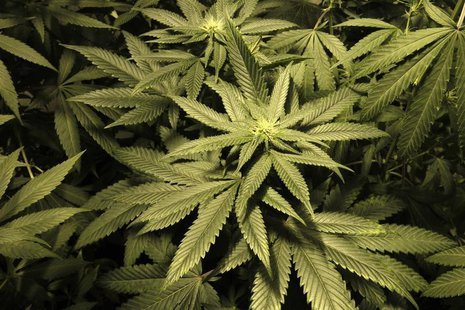 Marijuana plants are seen in an indoor cultivation in Montevideo December 6, 2013. REUTERS/Andres Stapff Marijuana plants are seen in an indoor cultivation in Montevideo December 6, 2013. REUTERS/Andres Stapff