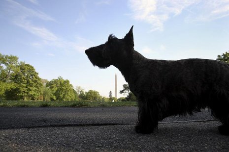 U.S. President George W. Bush's dog Miss Beazley awaits the president's arrival on the South Lawn of the White House in Washington May 1, 20 U.S. President George W. Bush's dog Miss Beazley awaits the president's arrival on the South Lawn of the White House in Washington May 1, 20