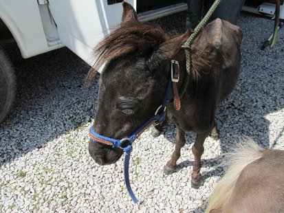 Mini Horse pic 1 provided by Indiana State Police Mini Horse pic 1 provided by Indiana State Police
