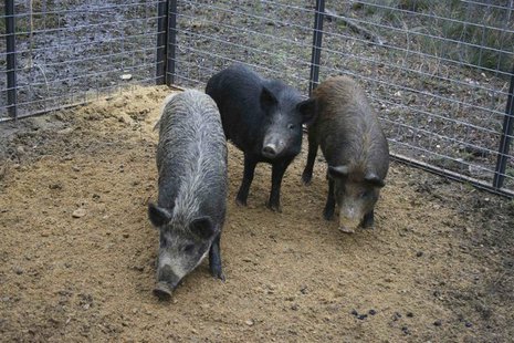 Feral swine are pictured in this undated handout from the U.S. Department of Agriculture, Animal and Plant Health Inspection Service. REUTER Feral swine are pictured in this undated handout from the U.S. Department of Agriculture, Animal and Plant Health Inspection Service. REUTER