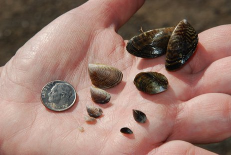 Zebra Mussels KFGO file image Zebra Mussels KFGO file image