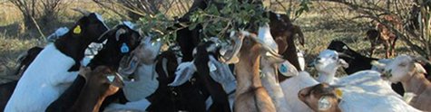 goats invasive species goats invasive species