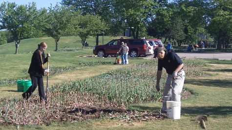 Community Tulip Pull at Window on the Waterfront Park in Holland, MI Community Tulip Pull at Window on the Waterfront Park in Holland, MI