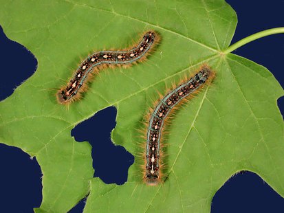 Tent Caterpillars Tent Caterpillars
