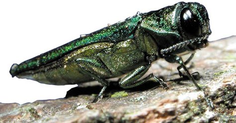 An emerald ash borer. An emerald ash borer.