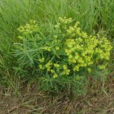 leafy spurge leafy spurge