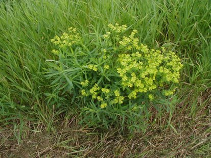 leafy spurge leafy spurge