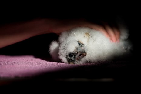 A peregrine falcon chick is banded and examined on May 28, by Indiana Department of Natural Resources Division of Fish and Wildlife officials. A peregrine falcon chick is banded and examined on May 28, by Indiana Department of Natural Resources Division of Fish and Wildlife officials.