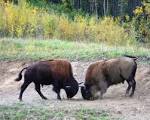 Bison Bison