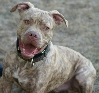 Sioux Empire Pit Rescue Inc. Sioux Empire Pit Rescue Inc.