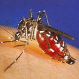 West Nile West Nile