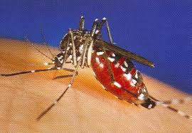 West Nile West Nile